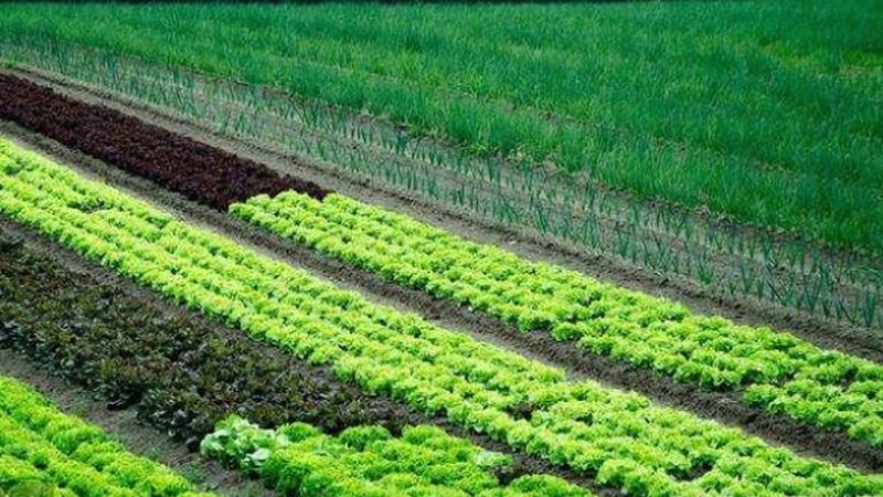 水肥一体化设备：流量扬程参数解析与应用**
