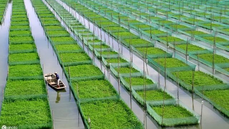 农业产业园规划：流程解析与关键要点**