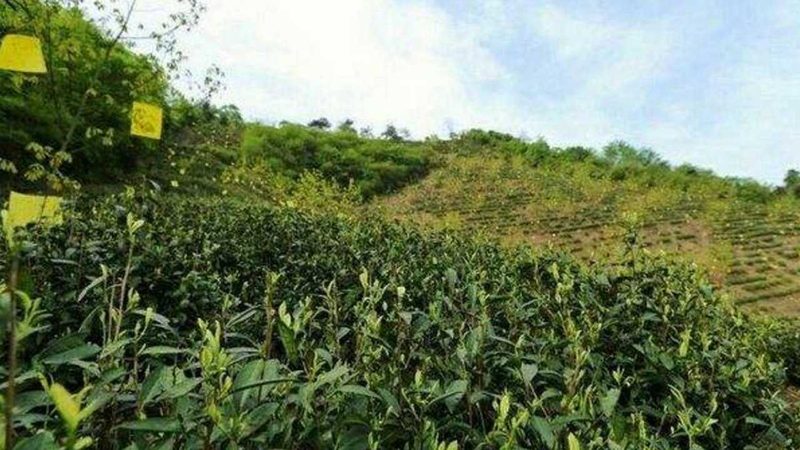 农资批发厂家代理，如何开启高效合作之旅？**
