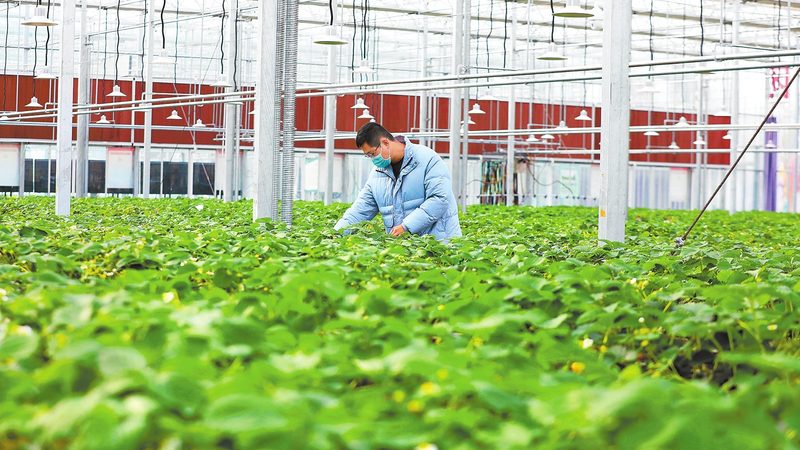 学校蔬菜配送规格参数表：揭秘校园食品安全保障**