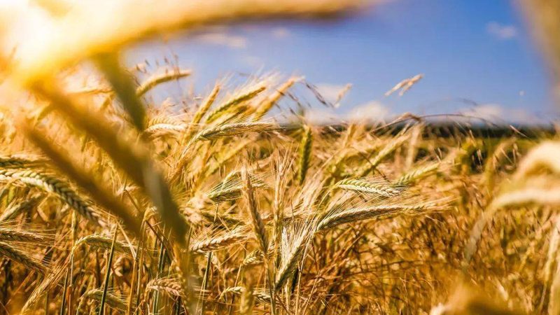 粮食种植厂家直销河北玉米种子批发价