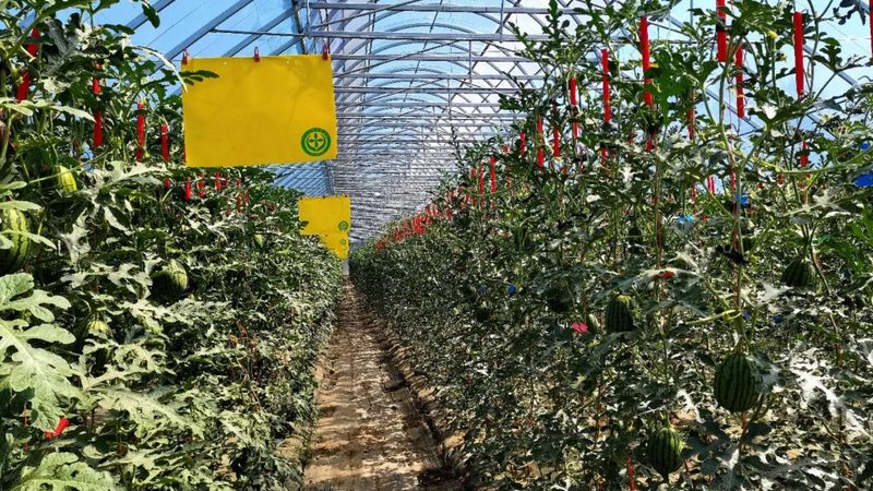 河南粮食种植合作社贷款政策解析：助力合作社发展的金融支点**