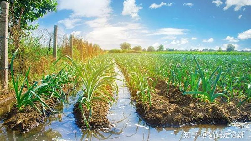 小标题：三、行业趋势：农产品电商平台发展现状及未来展望